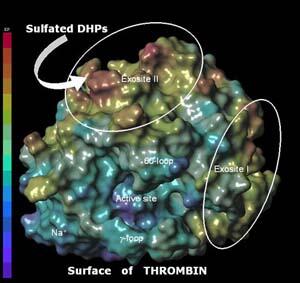 An image of the enzyme that is targeted by the sulfated DHPs, the new molecules designed by Desai’s team. The new molecules bind to thrombin (exosite II). 