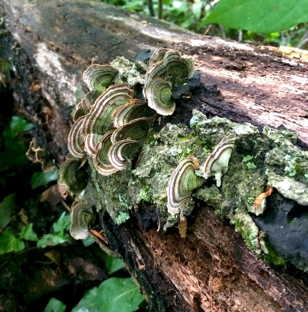Senior biology major Angela Park took this photo near Reedy Creek of a fungus nicknamed for its resemblance to a turkey’s tail. 
