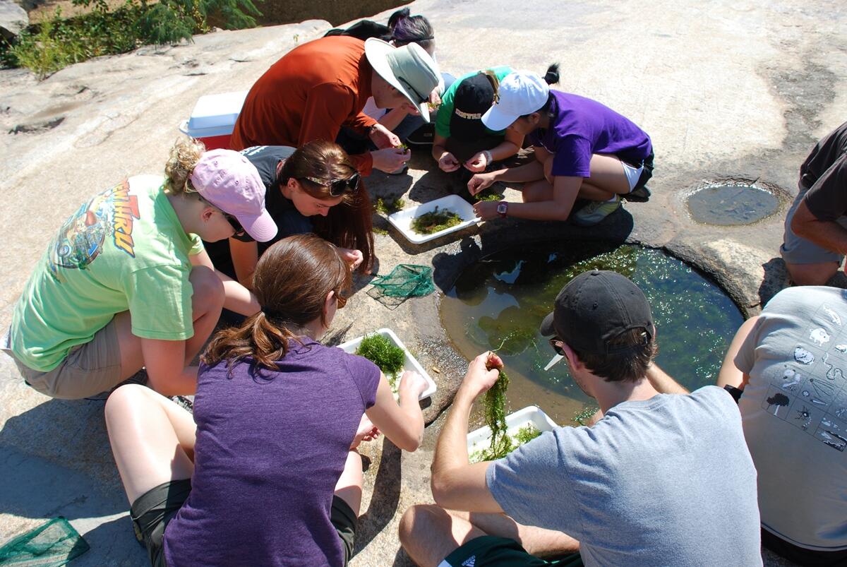 VCU biology students examine life found in a rock pool at James River Park in Richmond. 
