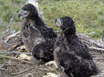 Eagle chicks, about 32 days old, at Camp Perry on the York River. Photo courtesy of Bryan D. Watts.