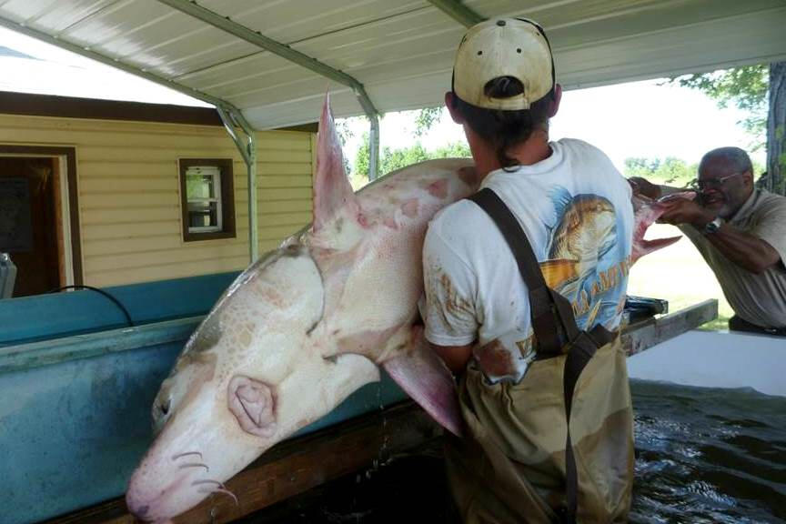 First female sturgeon tagged and tracked to the spawning ground in the James River in September 2013.