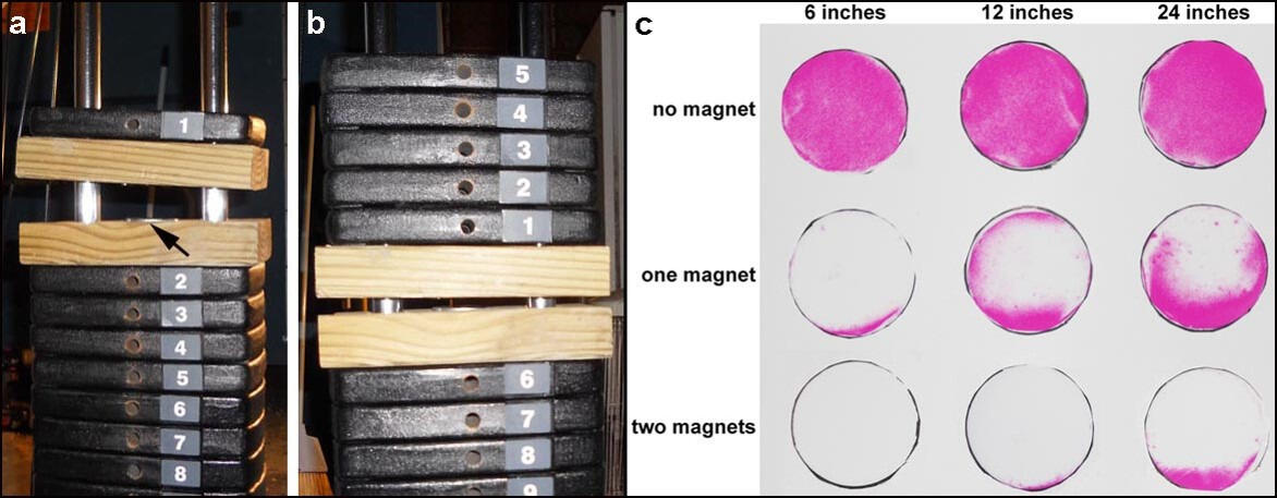 a and b: Showing the repulsive force of Colello’s magnets using a weight set. c: Results of the pressure-sensitive film test in which a 10-pound weight, with or without magnets, was dropped from varying distances.