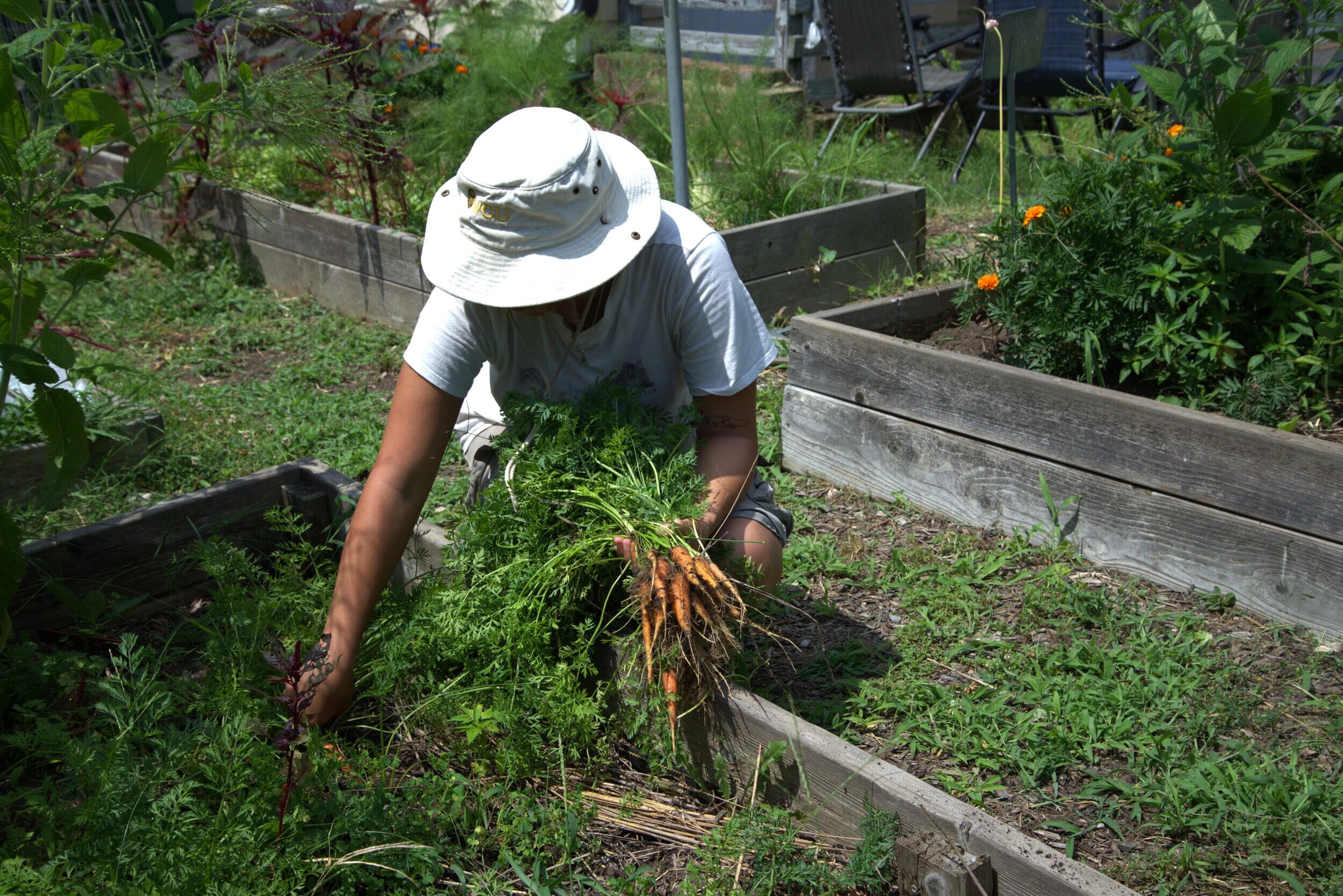 A photo of a woman picking carrots in a garden