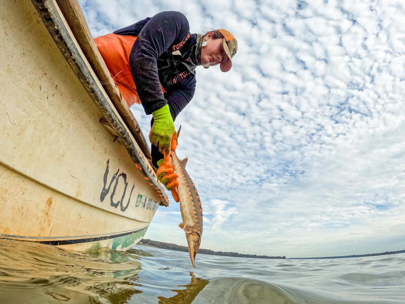 A photo of a woman in a boat releasing a fish into the water. 