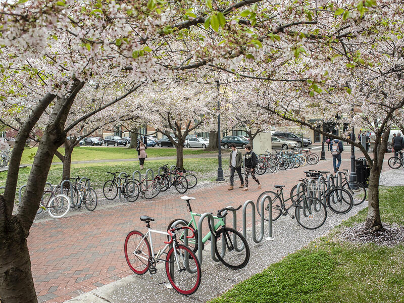 A photo of a sidewalk with bike racks with bikes on them on either side. There are trees on either side of the sidewalk with pink flowers blooming on them. 