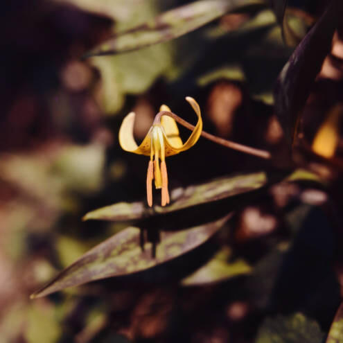 American trout lily.
<br>Ancarrow Wildflower Digital Archive