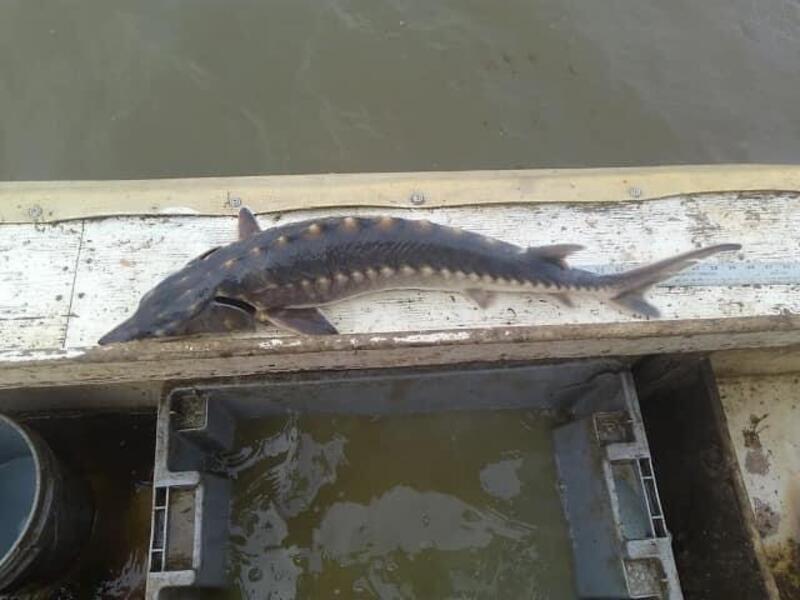 A photo of a sturgeon fish on a platform next to the water