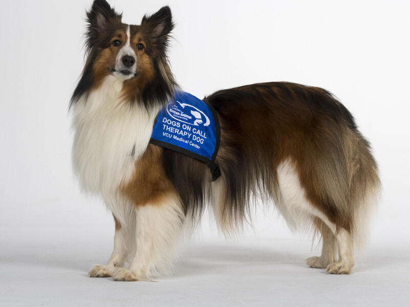 A dog wearing a blue vest 