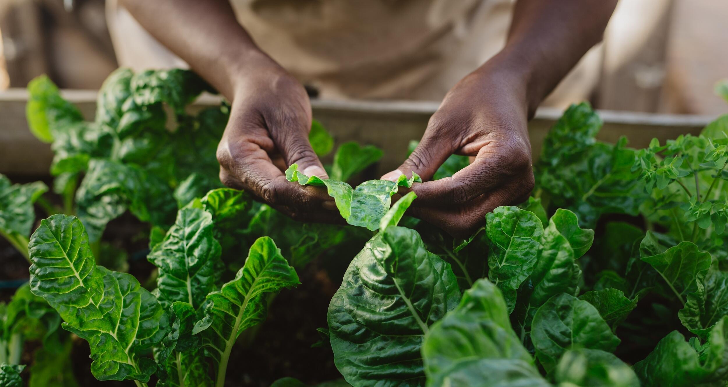 Hands holding the leaf of a plant in a garden box 