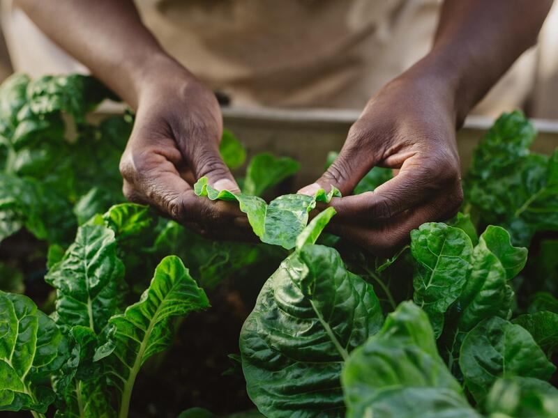 Hands holding the leaf of a plant in a garden box 