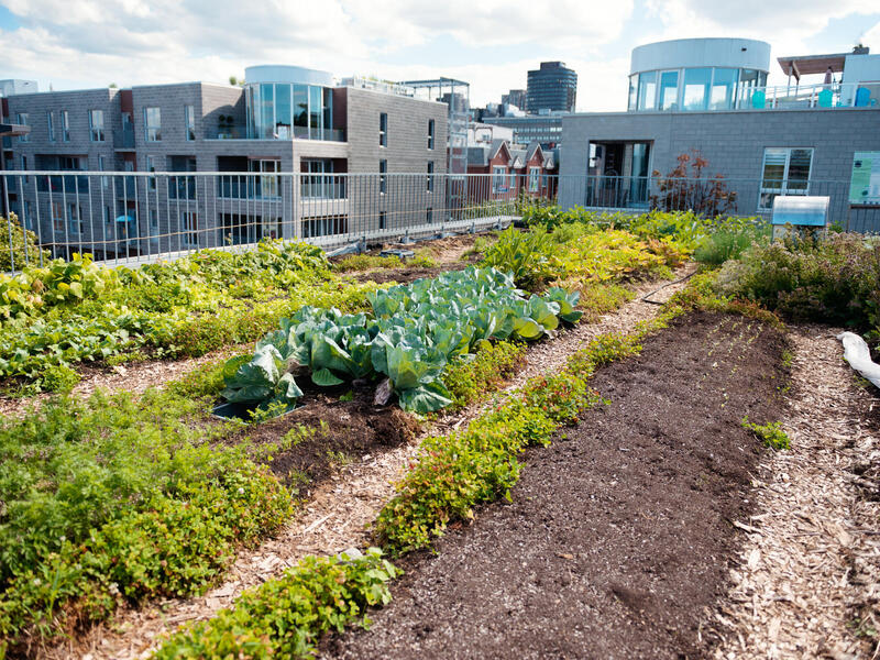 A garden on top of a roof with city buildings surrounding it 
