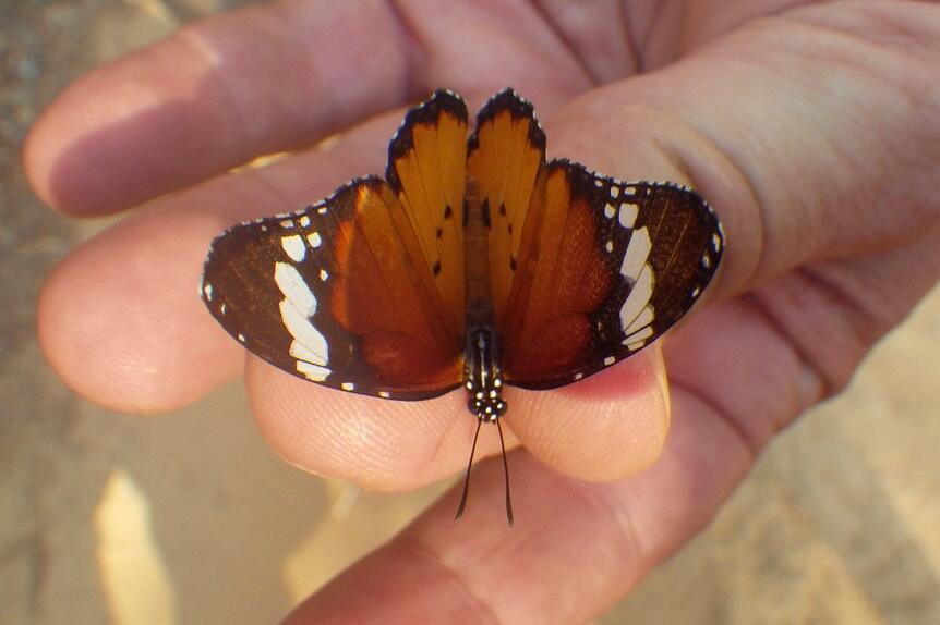 Danaus chrysippus, African Monarch, widespread in Asia and Africa. It belongs to the Danainae subfamily of the brush-footed butterfly family, Nymphalidae, and is one of the most common species seen when walking the trails in Kirindy.