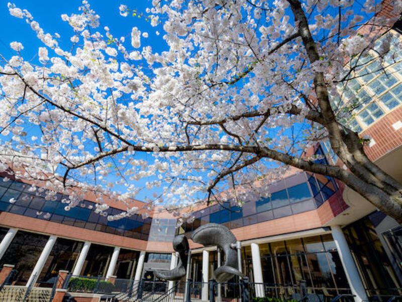 Exterior photo of VCU campus near Student Commons, flowered tree in foreground.