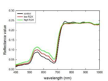 Hyperspectral reflectance signatures of control plants (blue), plants grown in low RDX (red) and high RDX (green). Image by Julie Zinnert, Ph.D.