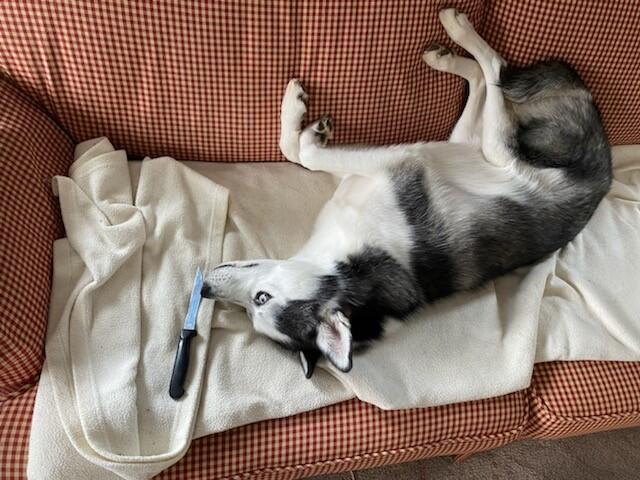 A dog lying on a couch.