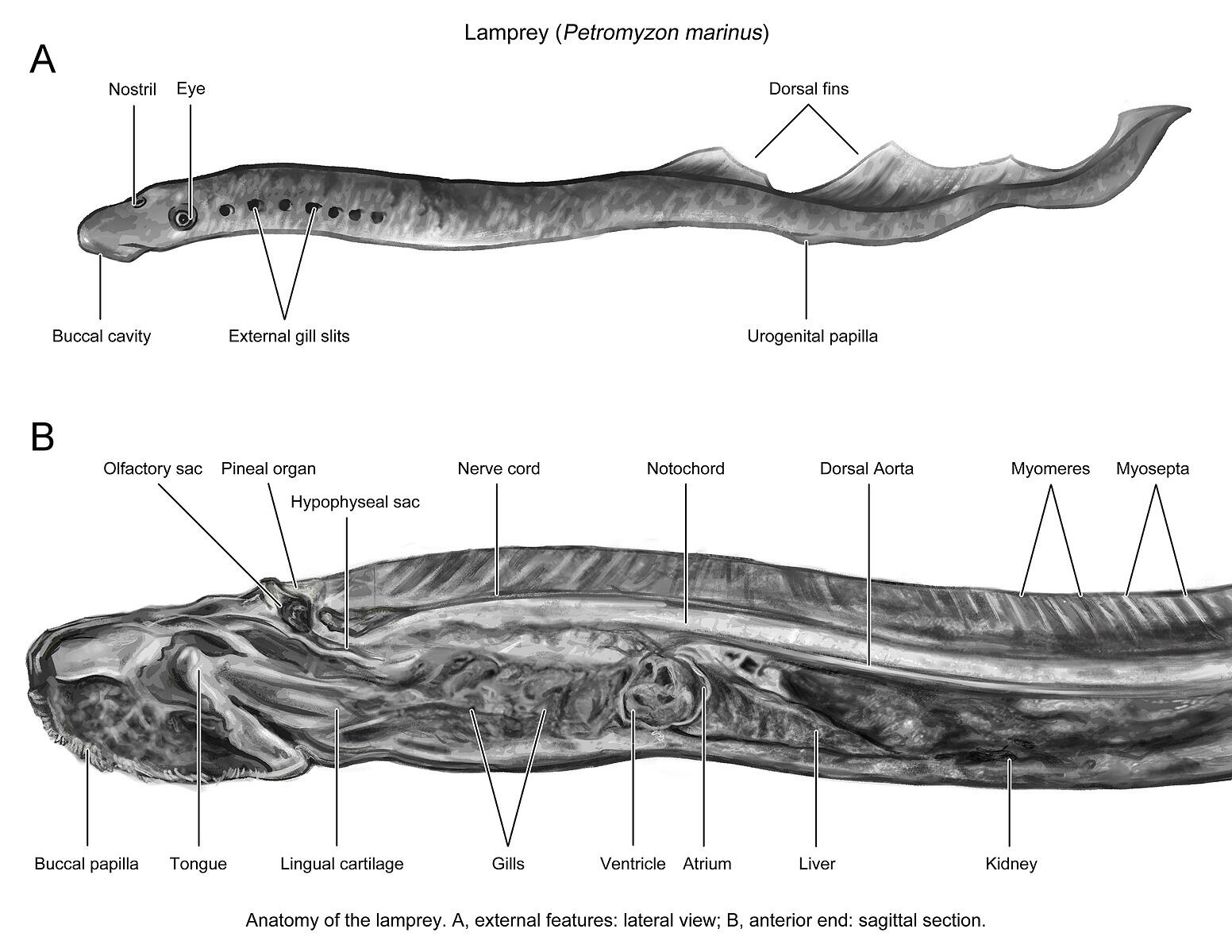 A digital painting illustration of a lamprey with diagrams identifying parts of its anatomy.