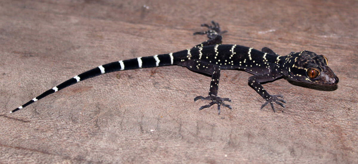 The 10,000th species recorded into the database is Cyrtodactylus vilaphongi, a tiny gecko found in the jungle of Laos in Southeast Asia, which was discovered by a team of German, Vietnamese and Lao scientists. Photo courtesy of Truong Nguyen
