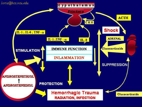 A schematic diagram which shows how the androstene hormones counter the immune suppressive effects of cortisone (glucocorticosteroid) and are regulated by the central nervous system. Image courtesy of Roger M. Loria, Ph.D./VCU. (Modified from Loria el al, Journal of Endocrionology 150, S209-S219, 1996.)  