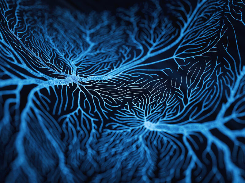 An illustration of brain cells. 