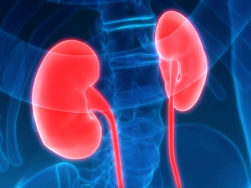 Artwork depiction of kidneys inside the human body.