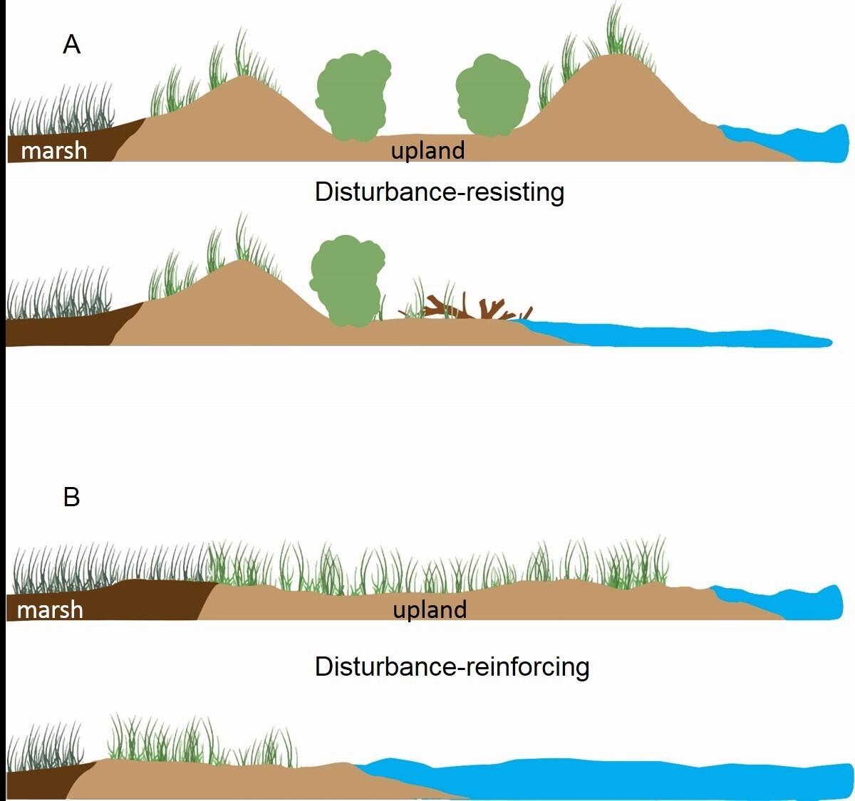 In response to sea-level rise, barrier islands tend to migrate landward via overwash in which sediment is deposited onto the backbarrier marsh. The researchers assessed the importance of interior upland vegetation on movement of the marsh-upland boundary in a transgressive barrier system. Over time, disturbance-resisting landscapes with greater topographic variability and vegetative cover resulted in higher rates of shoreline erosion and little to no transition marsh to upland (A). Disturbance-reinforcing landscapes have lower topographic relief, sparse vegetation and experienced higher rates of marsh to upland conversion (B).