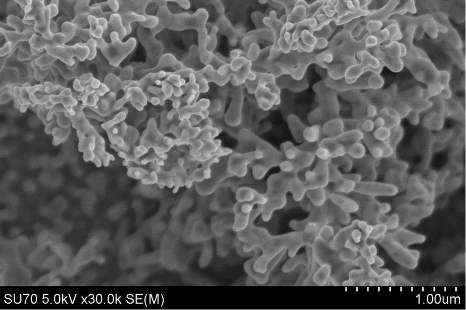 <p style="text-align: left;"><span style="font-family: sans-serif; font-size: large;"><strong>“Nanoscale Corals”<br /></strong></span><em>Ahmed A. Farghaly, student, </em><em><a href="https://chemistry.vcu.edu/" target="_blank"><span style="color: blue; font-family: calibri;"><span style="text-decoration: underline;">Department of Chemistry</span></span></a><span style="font-family: calibri;">, College of Humanities and Sciences</span></em></p>
<p style="text-align: left;"><span style="font-family: calibri;">“Nanoscale Corals” shows coral-like gold nanostructures that were prepared from silica-gold nanocomposite materials using a newly developed electroassisted codeposition approach. The high surface areas and nanosized features of the structures are ideal materials for many technological applications, including chemical sensing, biosensing and catalysis.</span>