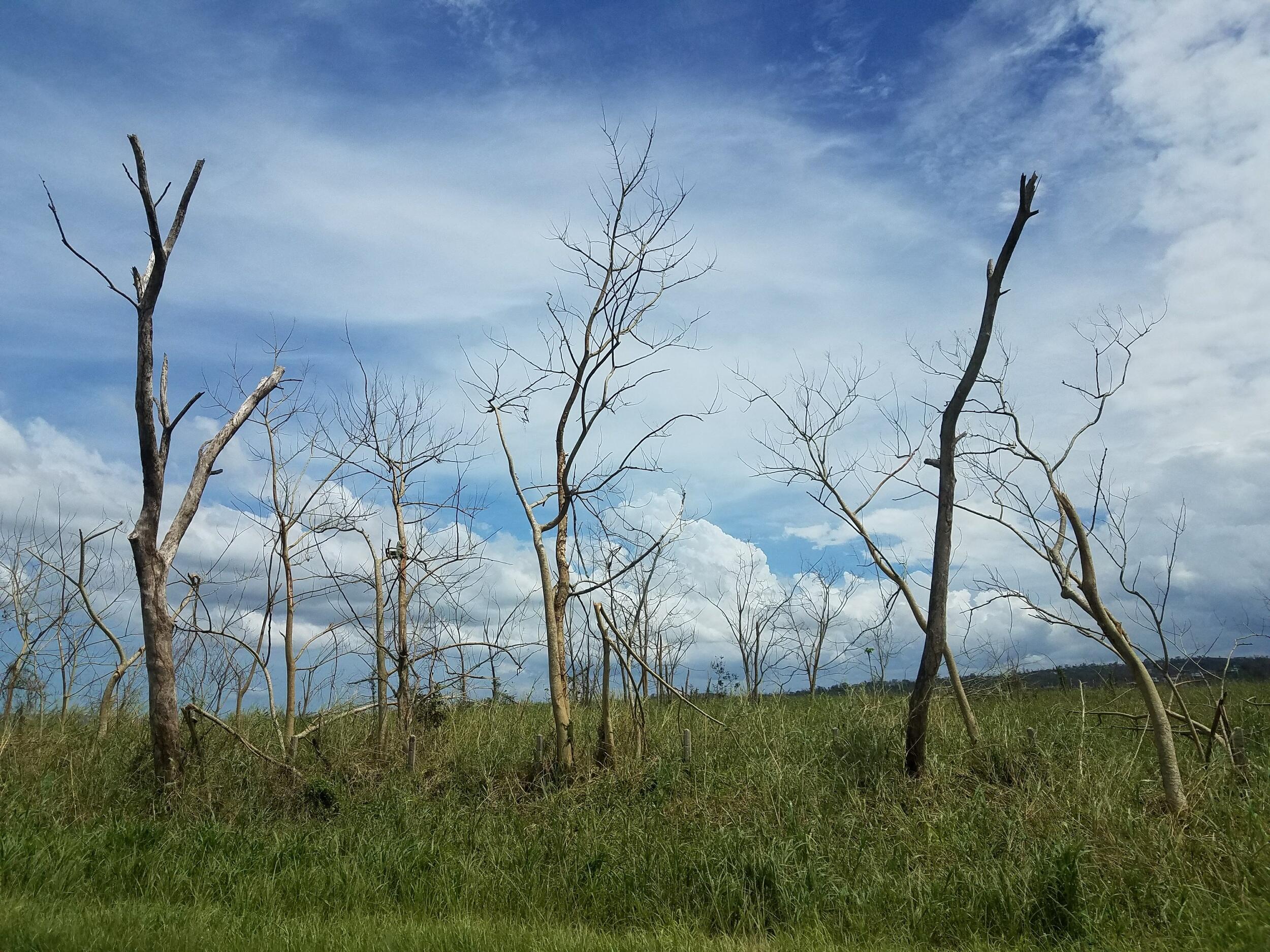 A photo of a landscape with grass and baren trees against a blue, cloudy sky. 
