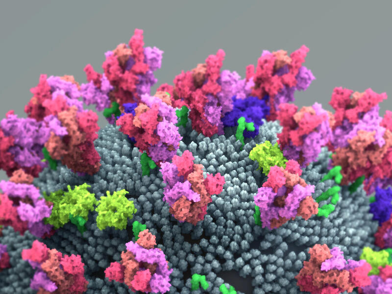illustration of the coronavirus' spike protein