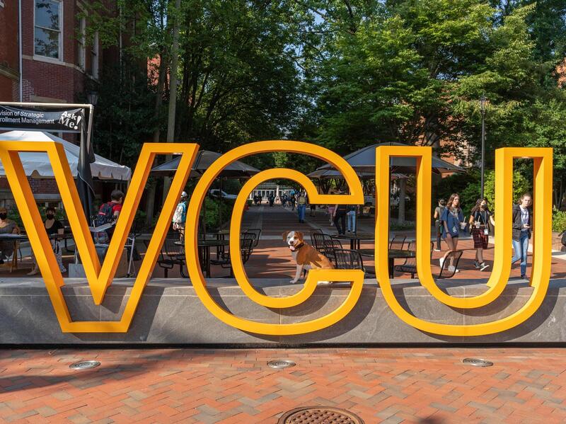 A photo of a sign that says \"VCU\" in large yellow letters. There is a dog sitting behind the \"C\" and looking at the camera. 