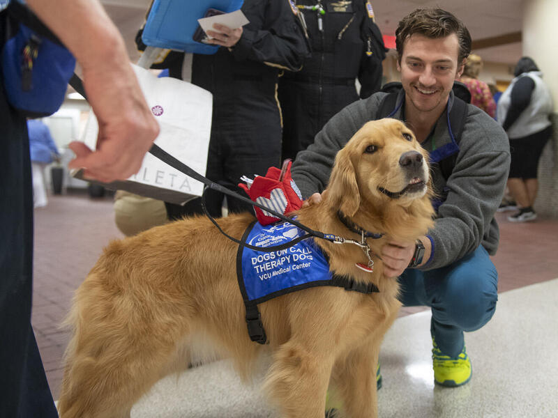 A golden retriever is petted by a person.