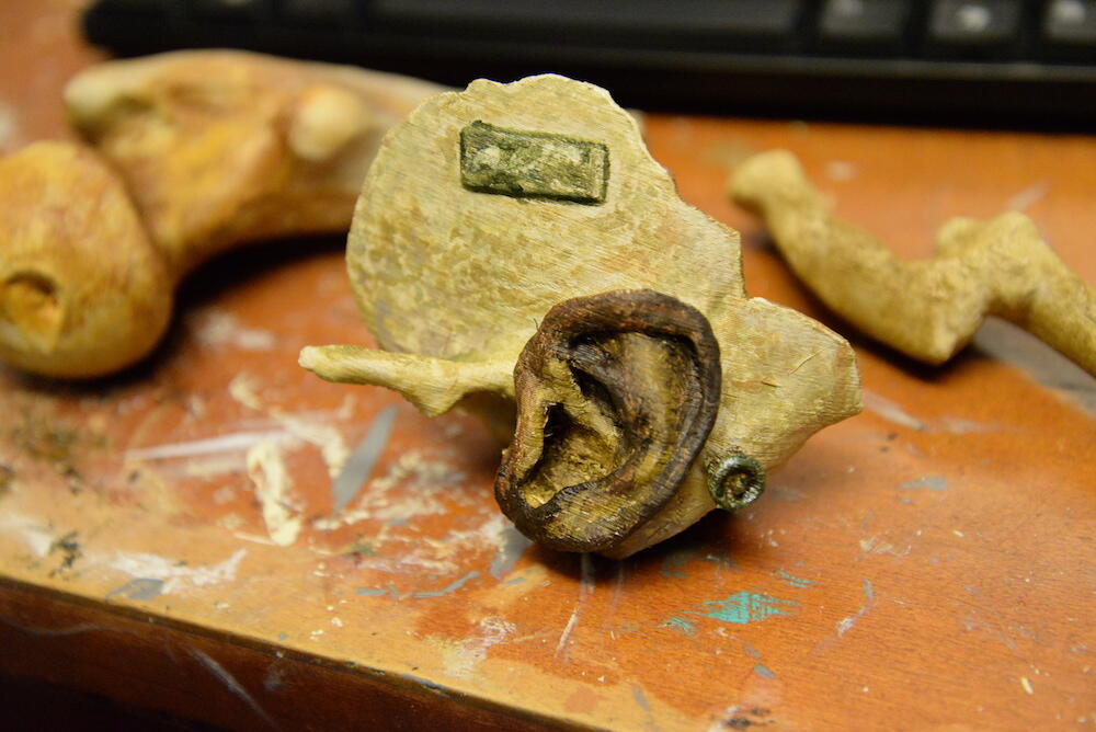 VCU's Virtual Curation Laboratory has 3-D scanned and 3-D printed a number of specimens from the National Museum of Health and Medicine's collection, including a mummified ear attached to skull fragment that was donated in the early 1900s. (Photo by Brian McNeill, University Relations)
