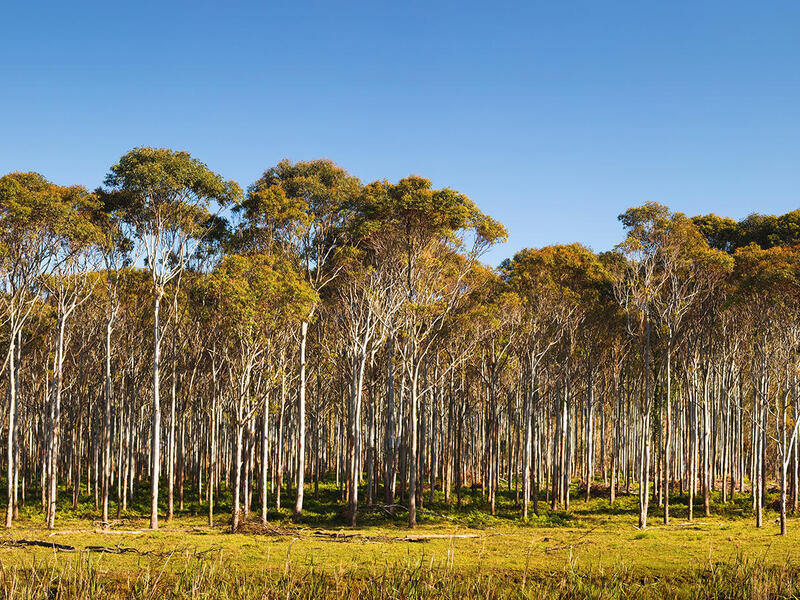 A photo of the treeline of a forest. 