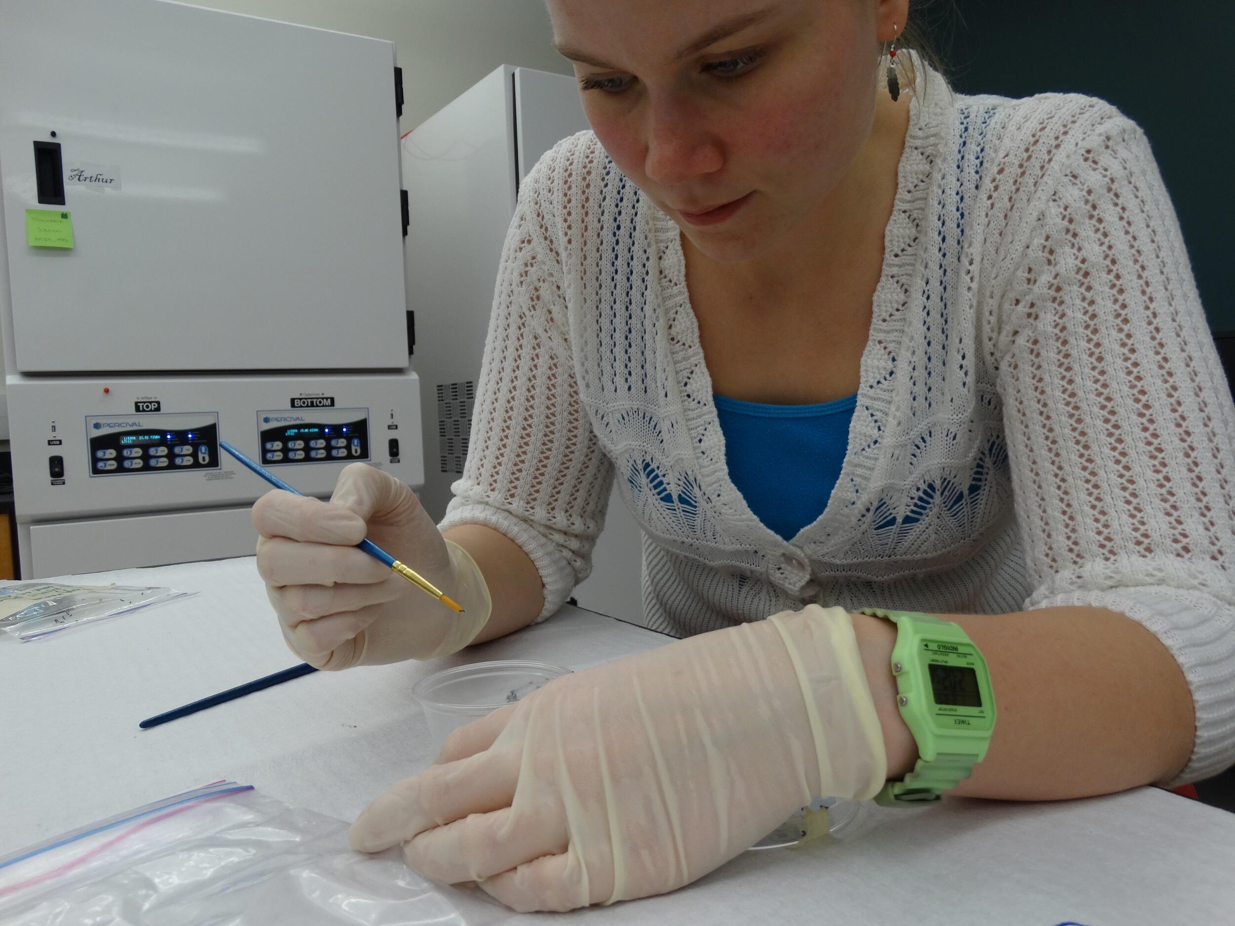 Graduate student places a moth larva into a cup.