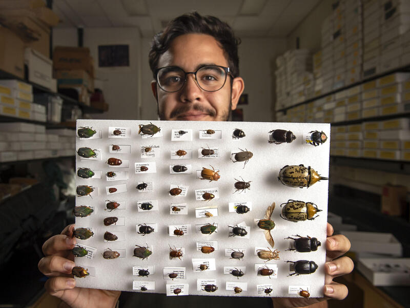 A man holding a board covered in Beatle specimen 