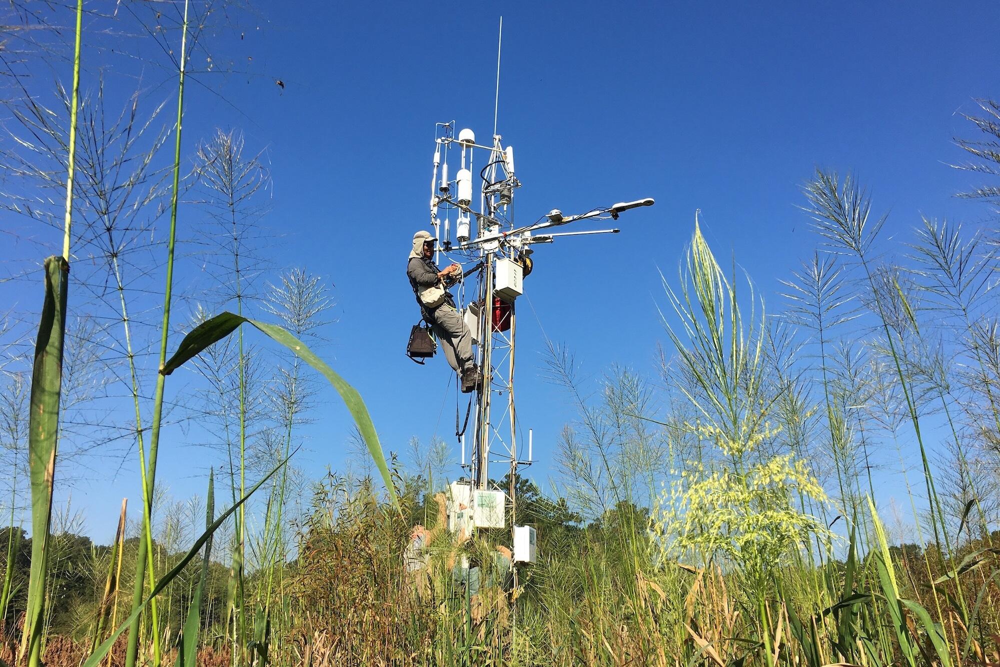 Stephen Chan of Ameriflux conducts a site evaluation of a tower that gathers greenhouse gas data at VCU Rice Rivers Center.