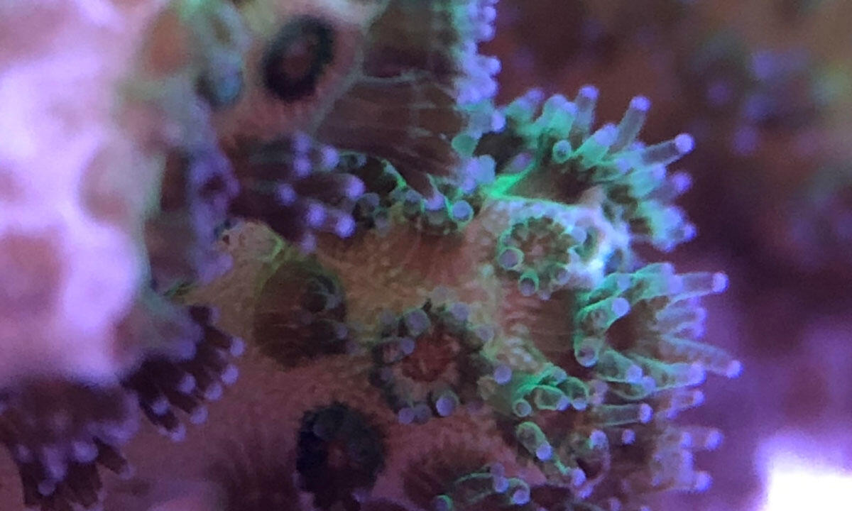 close-up of cauliflower coral or lace coral