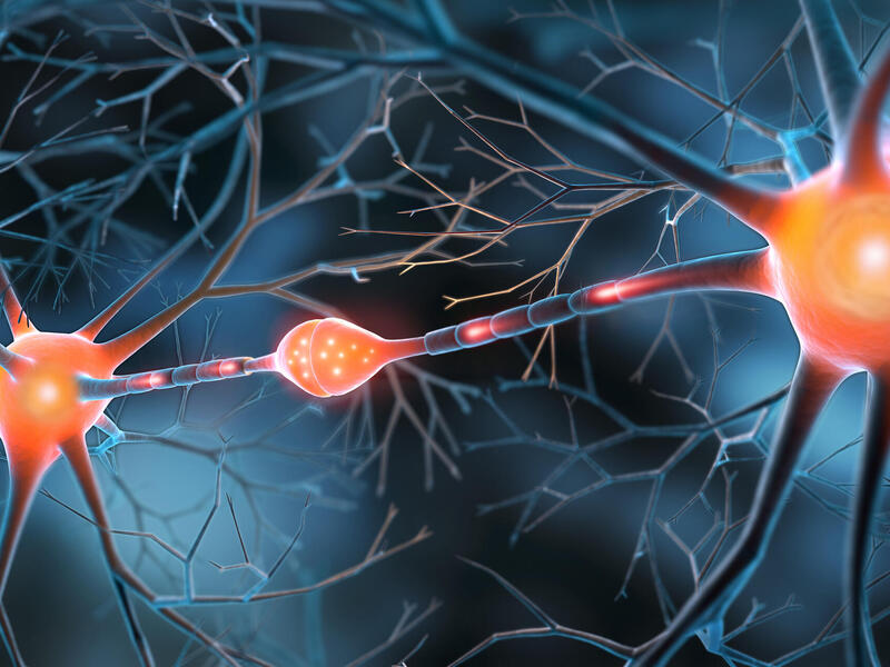 A graphic depicts the inner workings of a portion of the brain.