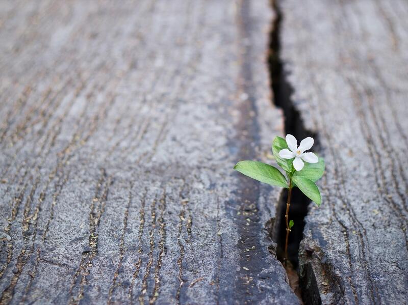 A flower growing in the pavement.
