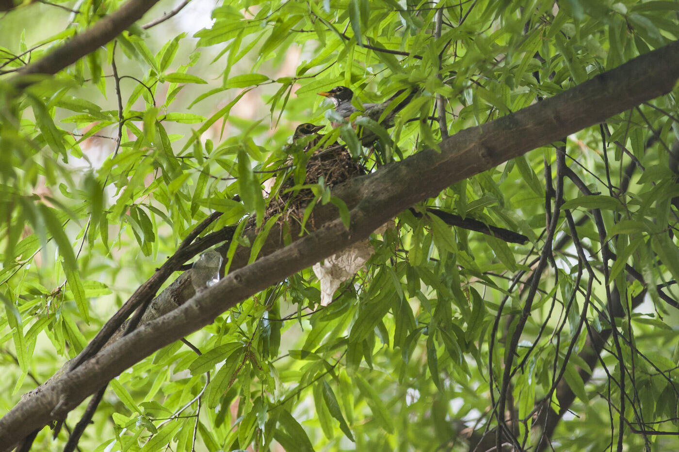 A nest of American robins in Bryan Park that was identified by the researchers.