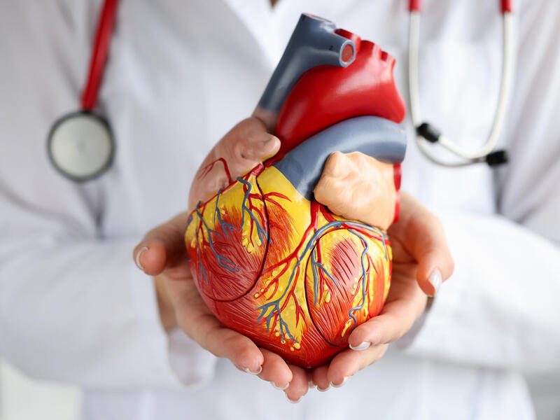 Someone wearing a lab coat and stethoscope holding an anatomical model of a heart in their hands 