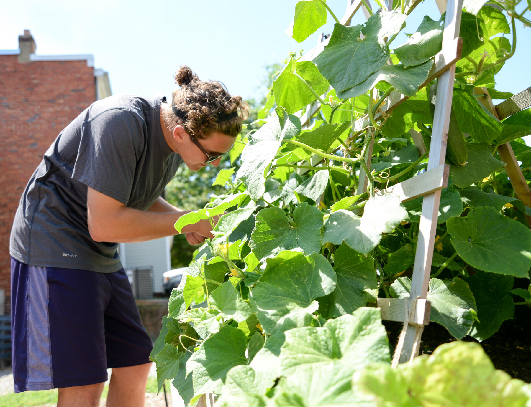Spencer Marfing, intern at the Center for High Blood Pressure, picks produce at the Monroe Park Campus Learning Garden. Food from the garden supports patients at the center.