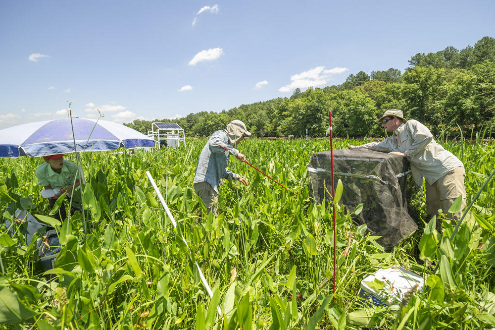 The researchers work at their experiment site alongside the Pamunkey River in New Kent County. 
