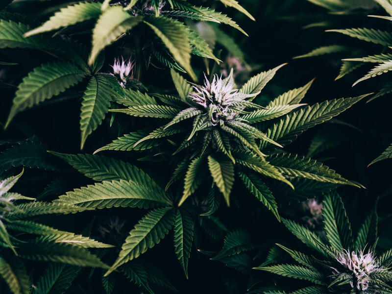 marijuana plant
