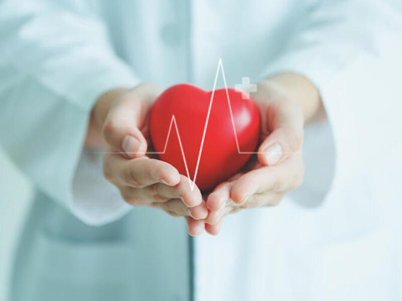 Hands hold a plastic heart.