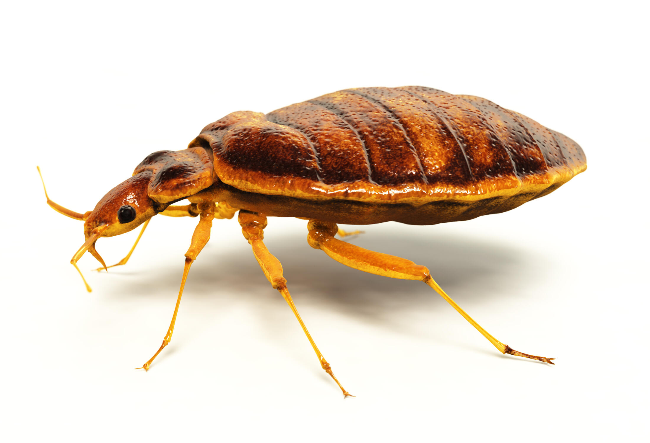 A photo of a bed bug