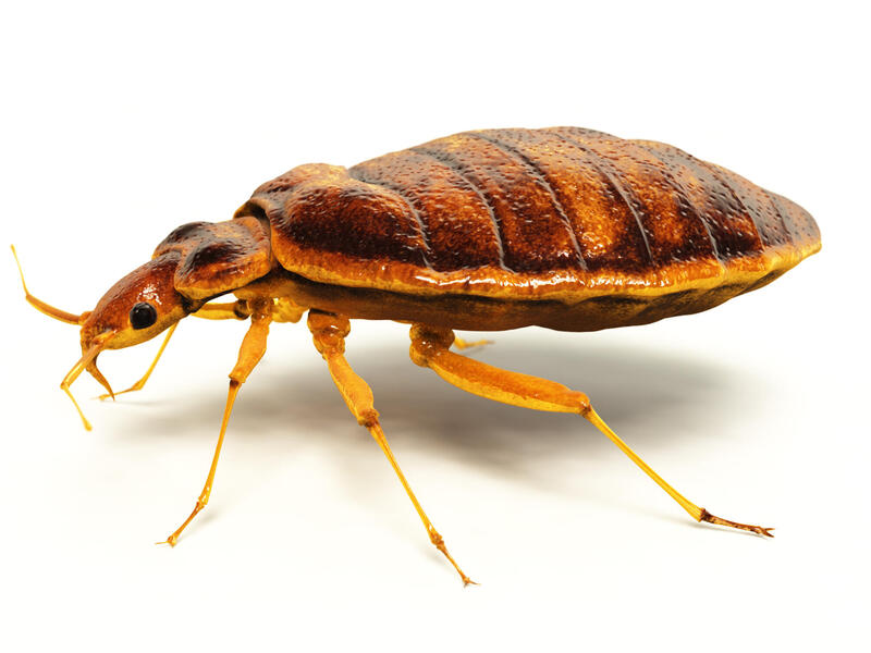 A photo of a bed bug