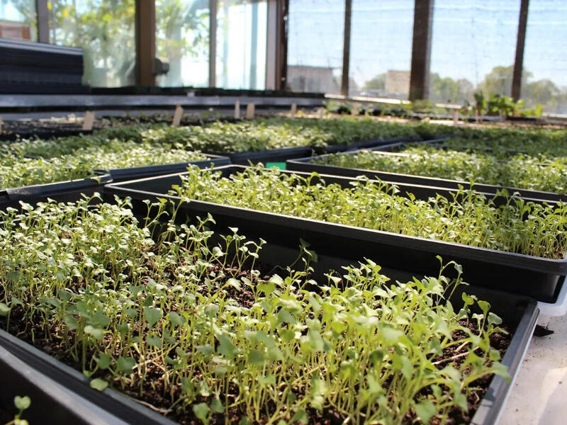 A photo of several trays of microgreens growing in a greenouse. 
