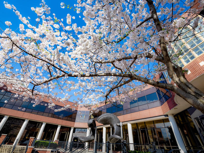 A cherry blossom tree blooming in front of the ram horn statue in the student commons
