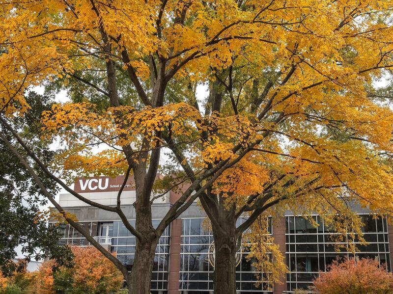 A tree with yellow leaves in front of a VCU building 