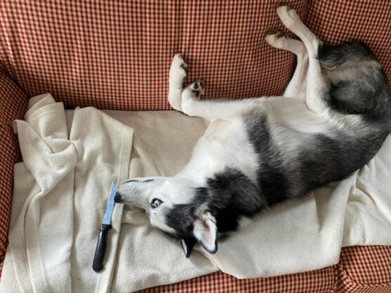A dog lying on a couch with a knife.